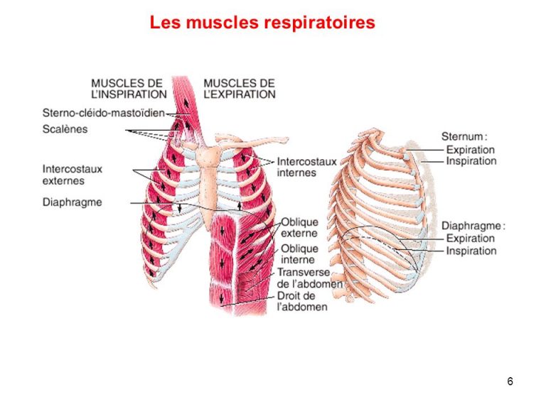 Powerlifting Limportance Des Muscles Respiratoires PowerliftingMag